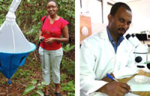 DAAD PhD scholarships in Insect Sciences at Kenya