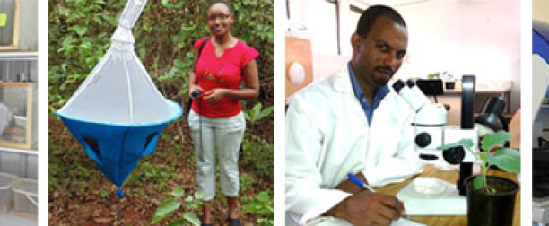 DAAD PhD scholarships in Insect Sciences at Kenya