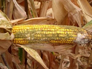 Aflatoxins: Poisoning Health and Trade in Sub-Saharan Africa