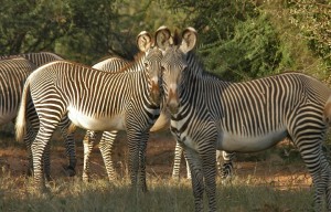 Smithsonian Mpala Postdoctoral Fellowship